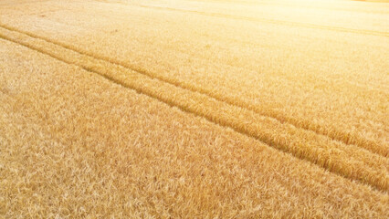 Beautiful Wheat Field with Tracks on a Sunny Day