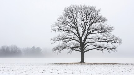 Fototapeta premium Singele bare tree in a winterlandscape