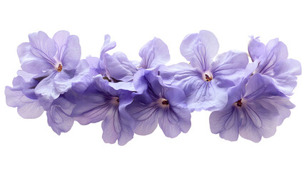 Obraz premium Delicate Purple Flowers