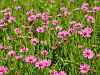 Fototapeta premium Pink wildflowers scattered throughout a green and lush meadow on a sunny day, nature, sun, sky