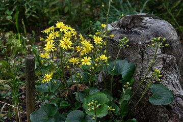 Japanese silver leaf flowers. Asteraceae evergreen perennial plants. The yellow flowers bloom in early winter, and the young petioles are edible, while the leaves and stems are used medicinally.