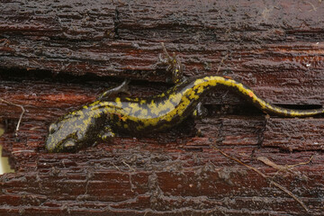Closeup on a bright colored juvenileWestern longtoed mole salamander, Ambystoma macrodactylum macrodactylum
