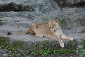 lion cub in the wild