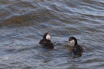 Two Common coot chicks swimming and eating. Eurasian coot (Fulica atra) ducklings feeding on...