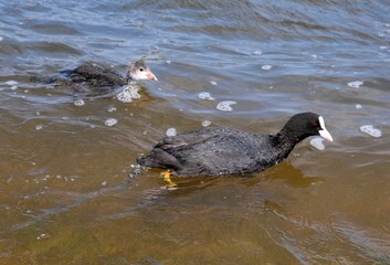 Eurasian coot, or common coot, or Australian coot (Lat. Fulica atra) of Rallidae family and its chick swimming. Parent and juvenile aquatic birds. Black red-eyed adult waterbird with grey offspring.