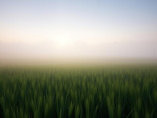 Soft morning mist rises from a green field of wheat veiling the landscape in a serene atmosphere, dawn, moringa