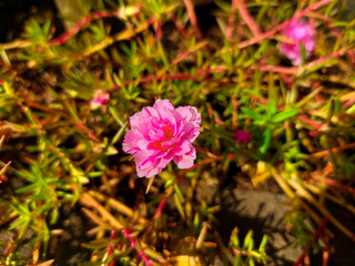 Rose Purslane flowers bloom perfectly during the day in sunny weather
