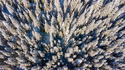 A vertical aerial view of a dense winter forest with snow-covered pine trees. The intricate pattern of frosted treetops creates a mesmerizing natural texture, bathed in soft winter sunlight.