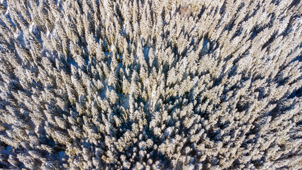 A vertical aerial view of a dense winter forest with snow-covered pine trees. The intricate pattern of frosted treetops creates a mesmerizing natural texture, bathed in soft winter sunlight.