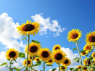 Obraz premium Tall sunflowers standing proudly against a bright blue sky with fluffy white clouds, sunny day, happy disposition