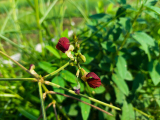 Macroptilium lathyroides flowers have small and beautiful flowers and usually grow on bushes