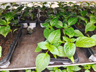Small green seedlings sprouted in cups before planting in ground. Sprouts.	