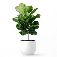 Ficus Lyrata (Fiddle Leaf Fig) in a white pot, a modern indoor plant, isolated on a transparent background.