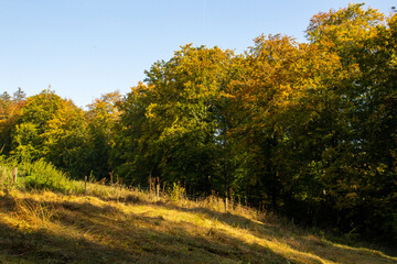 Naklejka premium Mushrooms on a Tree Trunk