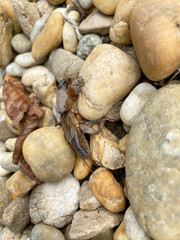 pebbles on the beach and a horse louse bug