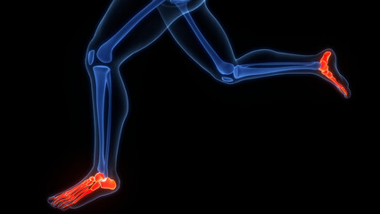 Obraz premium Human Skeleton System Bone Joints Anatomy 