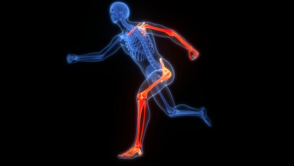 Fototapeta premium Human Skeleton System Bone Joints Anatomy 