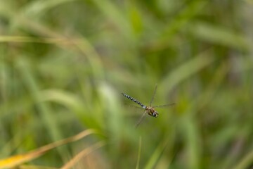 Dragonfly hovering with vibrant hues