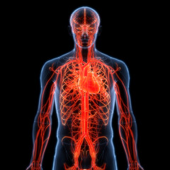 Human Circulatory System Heart Anatomy