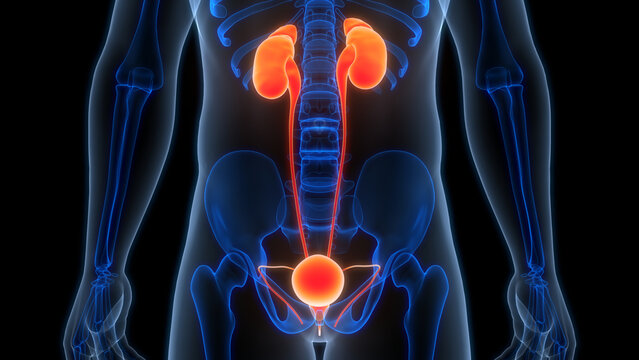 Human Urinary System Kidneys with Bladder Anatomy