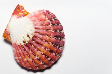 Flat lay Royal Mantle Scallop or Pecten Pallium, a beautiful bivalve shell whose habitat is indopacific and red sea