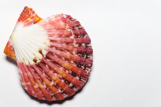 Flat lay Royal Mantle Scallop or Pecten Pallium, a beautiful bivalve shell whose habitat is indopacific and red sea