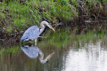 Grey Heron, Ardea cinerea, in natural habitat in a bent hunting position standing in the water of a ditch waiting for prey fish with nice reflection and blurry background with bankside plants
