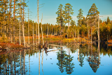 Autumn landscape with lake surrounded by forests in autumn colours reflected in the mirror-smooth water at Hallersbyn Västra Götaland in Sweden in the warm light of the rising sun