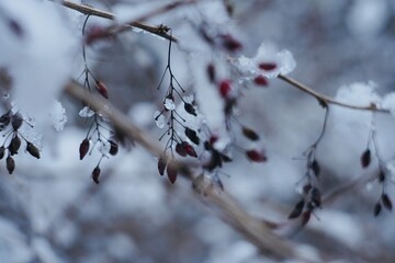 barberry branch with red berries in ice floes and snow after the first snowfall in late autumn in November macro shot on a vintage soviet lens