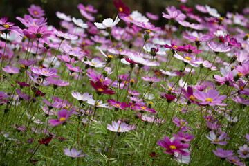 가을의 정취를 느끼게 하는 코스모스