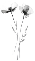 Obraz premium Chinese ink brush strokes flower element PNG transparent