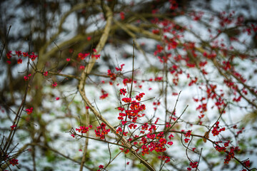 red berries in autumn