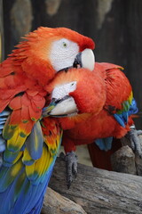 red and yellow macaw