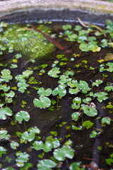 Small leaves floating on the water with soil settling beneath them in a large cement pot