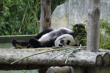 giant panda eating bamboo