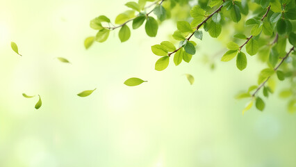 Obraz premium Green leaves in the air Fresh green leaves on delicate branches with a few leaves falling