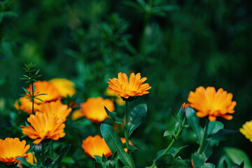 flowers in the garden