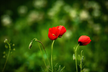 Obraz premium red poppy flower