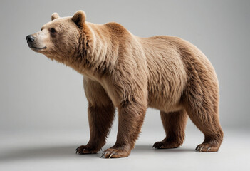 Fototapeta premium standard Bear right side view. Full figure visible, flat white background, no shadows, head and legs visible, ultra detailed, photorealistic 400mm lens, low angle 