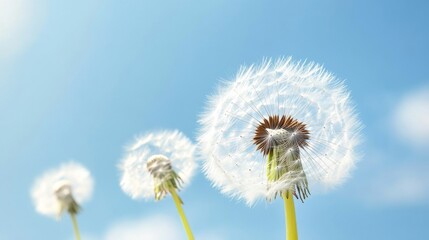 Dandelion Turning to Ash Symbolizing Fleeting Moments