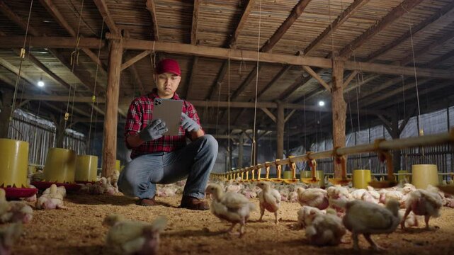 Broiler chicken farmer documenting poultry growth using a tablet. Broiler chicken farmer using a tablet in the chicken coop for documentation. Efficiency in modern farm management.
