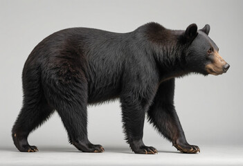  standard Black Bear right side view. Full figure visible, flat white background, no shadows, head and legs visible, ultra detailed, photorealistic 400mm lens, low angle 