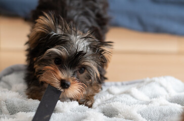 ひもに噛みついて引っ張る可愛い犬