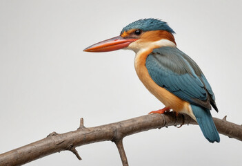 Obraz premium standard Strork billed Kingfisher right side view. Full figure visible, flat white background, no shadows, head and legs visible, ultra detailed, photorealistic 400mm lens, low angle 