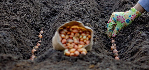 Woman planting autumn onions. Selective focus.