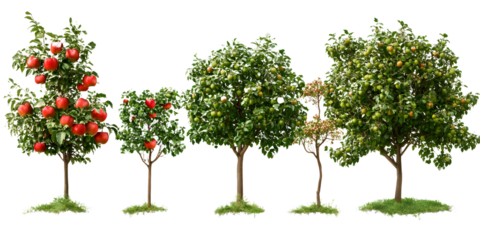 big apple trees collection isolated on transparent backgrounds