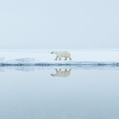 Polar Bear Isolated