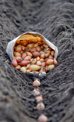 Woman planting autumn onions. Selective focus.
