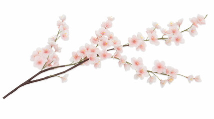 Fototapeta premium A blooming cherry blossom branch isolated on white background