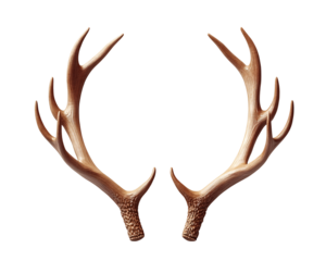 a pair of antlers with antlers